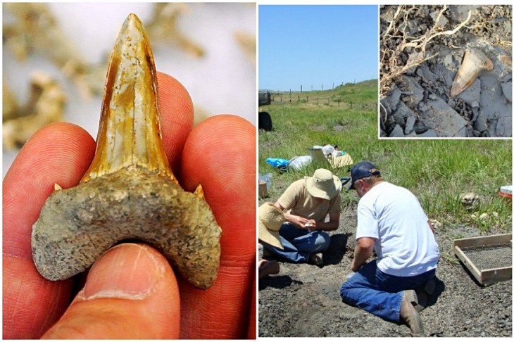 Tiburones y dinosaurios ‘unidos’ por la historia