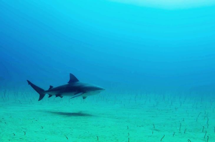 Los tiburones son más pequeños en zonas cercanas a grandes ciudades