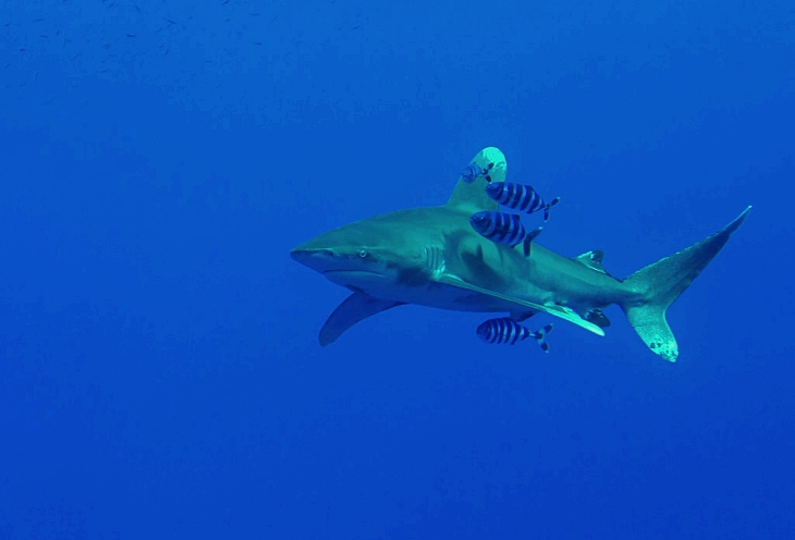 La sobrepesca: la mayor amenaza para los tiburones oceánicos