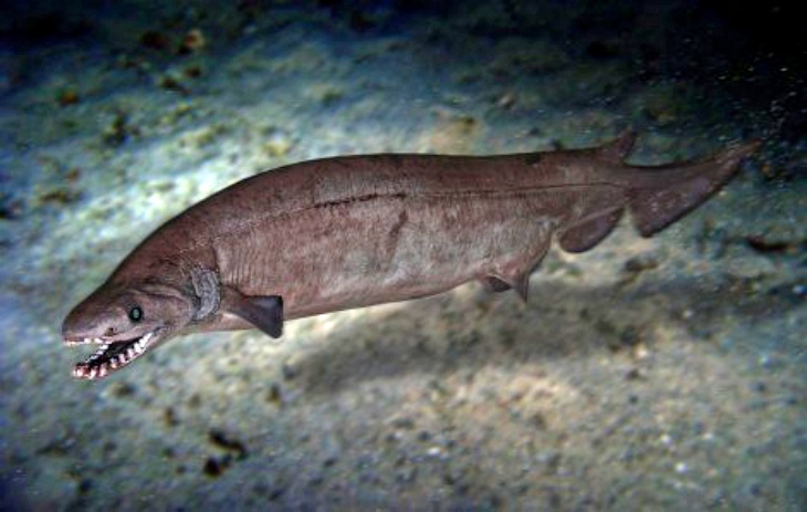 Un extraño tiburón ancestral