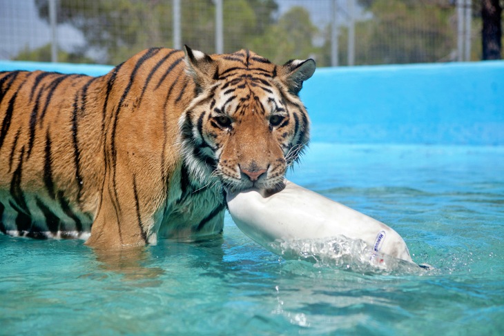 Hoy es el Día Internacional del TIGRE