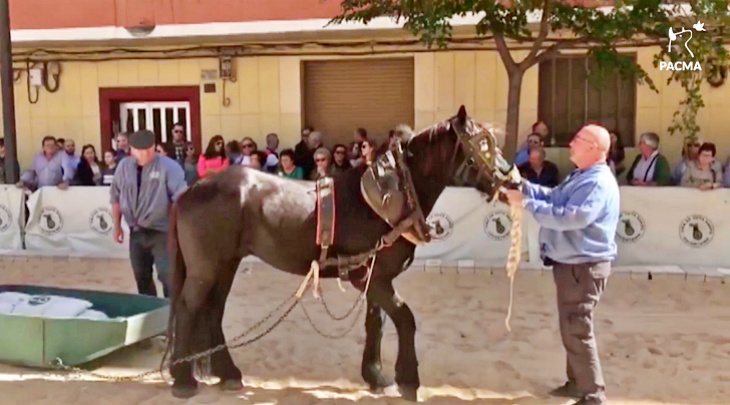 PACMA rechaza la exhibición de tiro y arrastre en Cocentaina (Alicante)