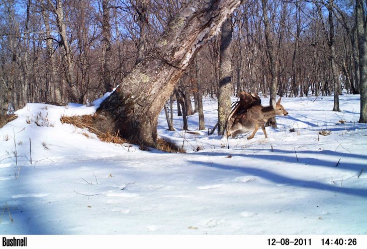 La nube online ayuda a conservar la vida salvaje