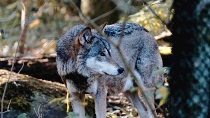 Abaten ‘miserablemente’ a un lobo que participaba en un proyecto de geolocalización de la Comunidad de Madrid