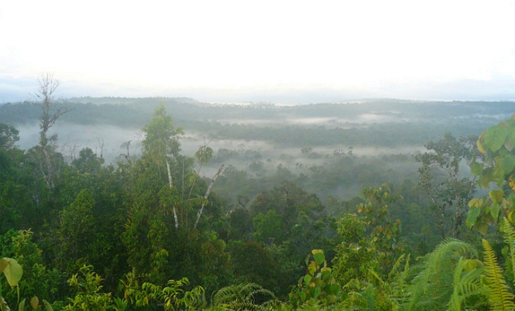 Descubren nuevos pájaros cantores en Indonesia