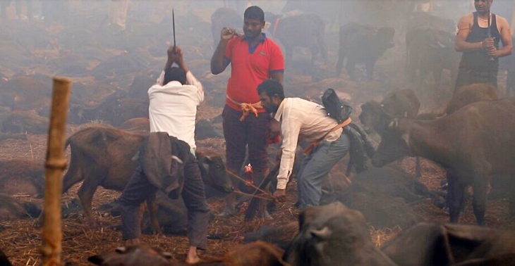 Sacrificio brutal en Nepal de miles de animales con cuchillos y machetes