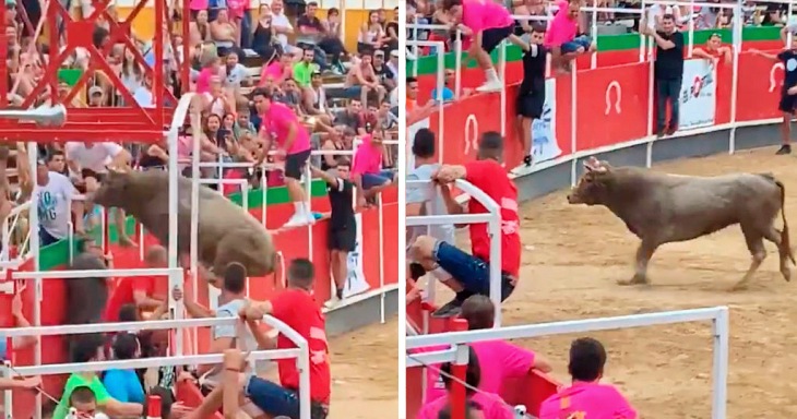 Matan a tiros a un toro en Girona