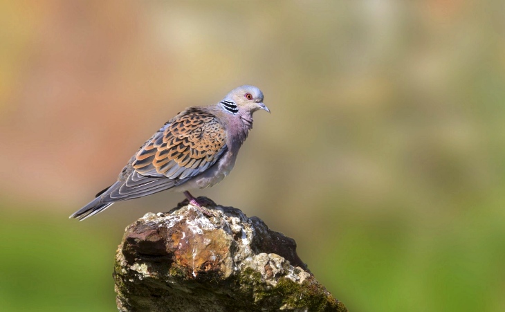 Eguzki celebra que también la Diputación de Bizkaia