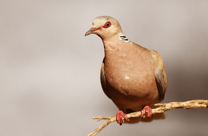 La Comisión sanciona a España por no proteger las tórtolas