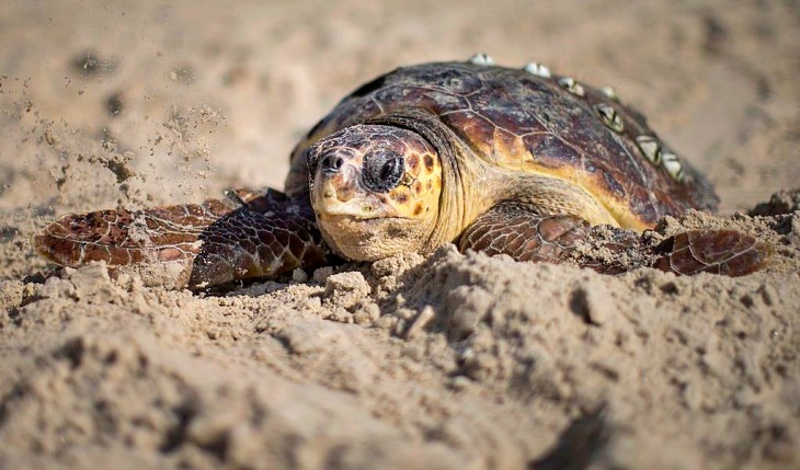 Qué hay que hacer en caso de ‘alerta tortuga’