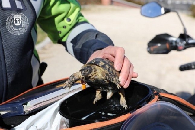 Policías rescatan en el parque de la Cuña Verde una tortuga mora