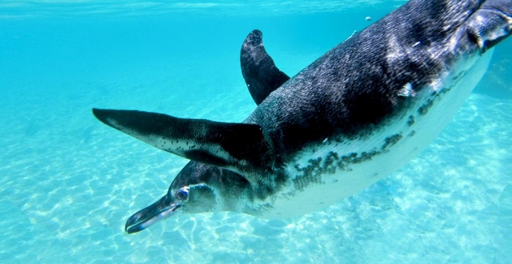 Especies marinas pueden contribuir en el estudio del océano