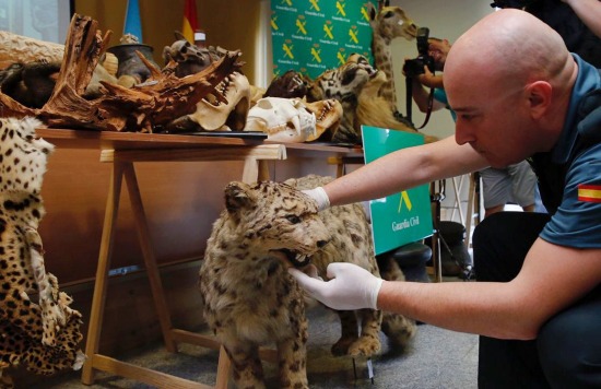 Detenidos más de 200 criminales por tráfico ilegal de especies protegidas