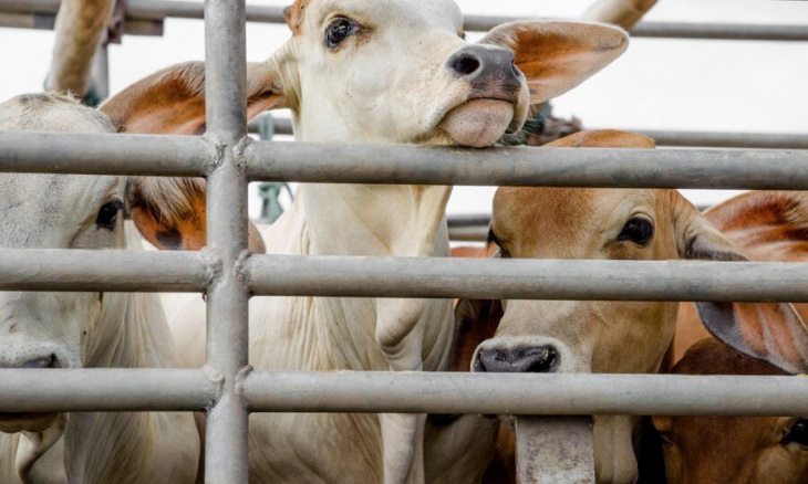 Traslado de animales en condiciones deplorables