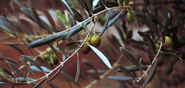 La prohibición de la recolección nocturna del olivar salva miles de ‘aves’