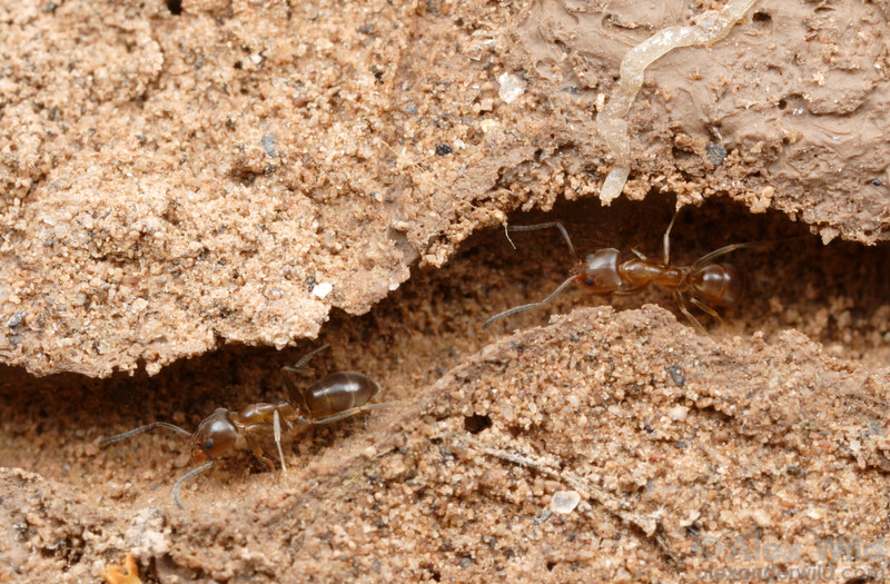 Estudian a las hormigas para eliminar los atascos de tráfico
