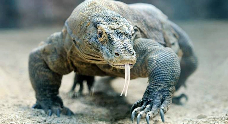 El ‘antecesor’ del Dragón de Komodo
