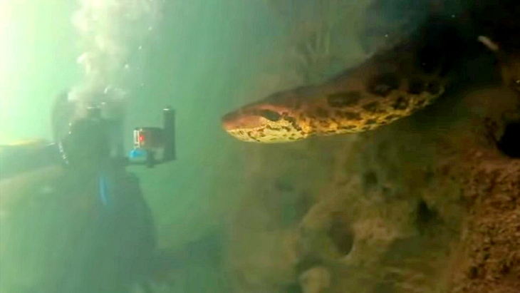 El enorme susto de una anaconda de siete metros en un río brasileño
