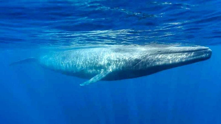 Miden por primera vez la frecuencia cardíaca de una ballena azul