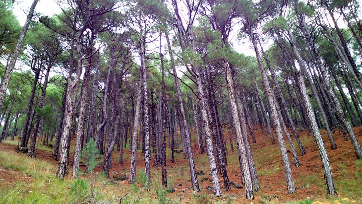 Las sequías y el calentamiento climático condicionarán el futuro de los bosques de pino laricio