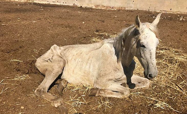 La mala gestión de la Generalitat de Catalunya impide el decomiso de una yeguada en St. Oliva y los animales terminan siendo vendidos