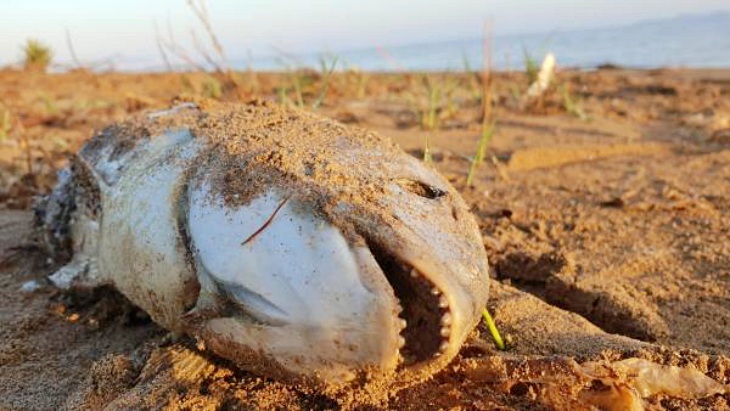 Cartagena y el último episodio del Mar Menor