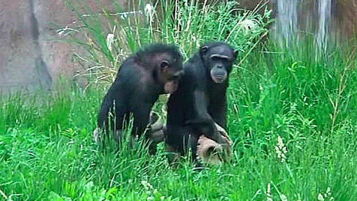 Bailando con Chimpancés
