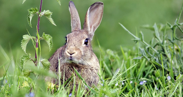 El conejo ‘sucumbe’ a las malas prácticas agrícolas y cinegéticas