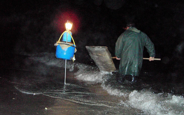 La Coordinadora Ecoloxista d’Asturies lamenta que el Principado siga apostando por acabar con la angula y con la anguila