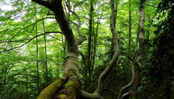 Primaveras más verdes están provocando veranos más secos y calurosos