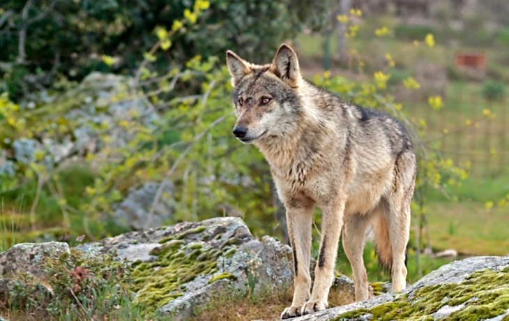 La Junta de Castilla y León ‘pierde la cabeza’ y autoriza matar a más de 300 lobos