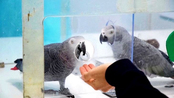 Loros grises ‘muy solidarios’