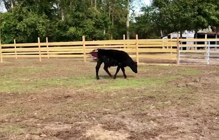 La vaca que ‘jamás’ había pisado un prado