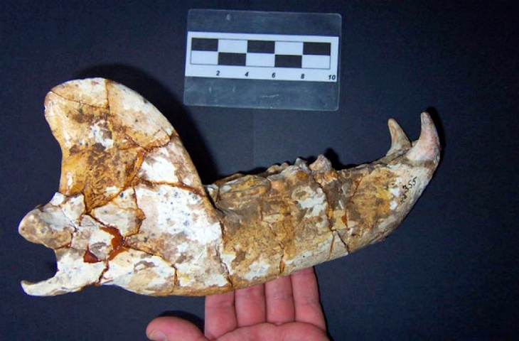 Así convivieron humanos y osos hace dos millones de años