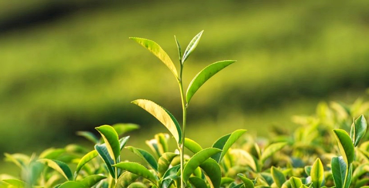 Las plantas en condiciones extremas precisan vitamina E