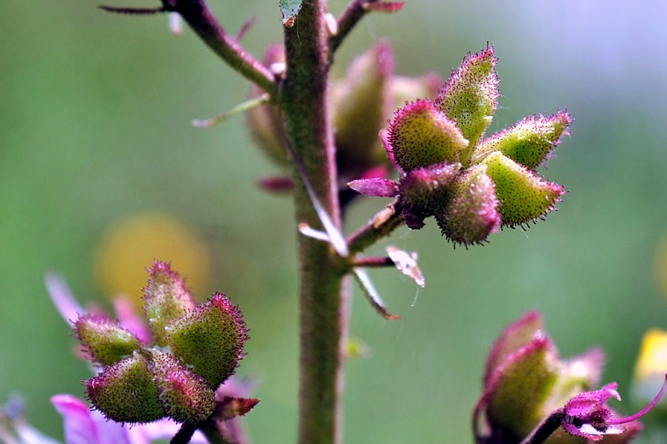 Una investigación revela qué genes posibilitaron que las plantas adquiriesen raíces