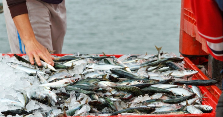 La pesca sostenible ‘prostituida’ por el fraude en la potencia de los motores