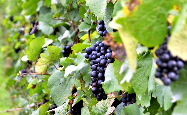 Las uvas tampoco se libran del cambio climático