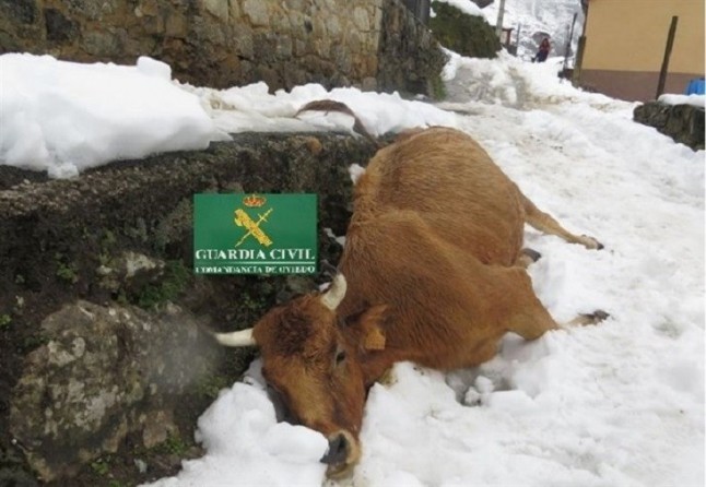 Un miserable deja morir a cinco vacas por inanición