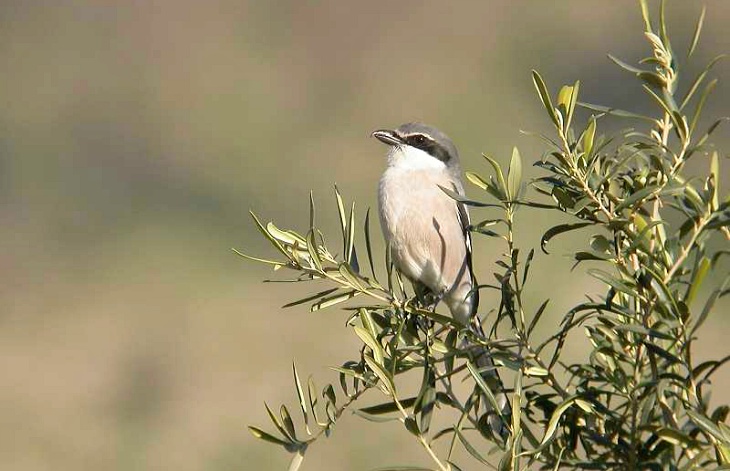And the winner is: el alcaudón real