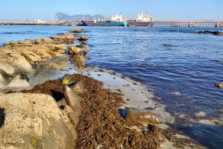 Los problemones creados por el alga invasora en el Golfo de Cádiz