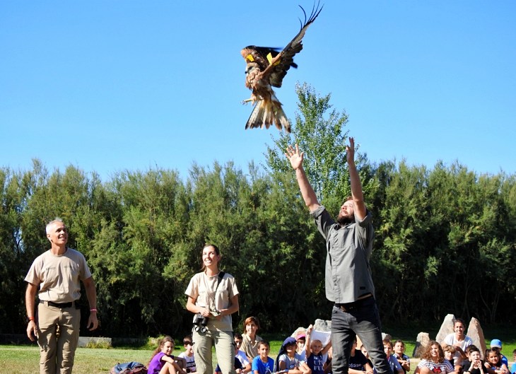 Liberación de doce ejemplares de milano real en Aragón