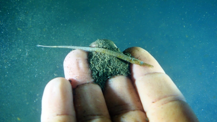 Los fondos del Mar Menor