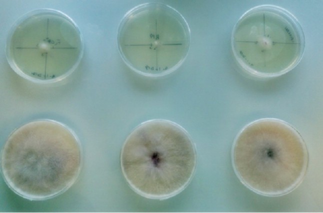 Identifican varios virus que pueden ayudar a frenar a un peligroso patógeno forestal