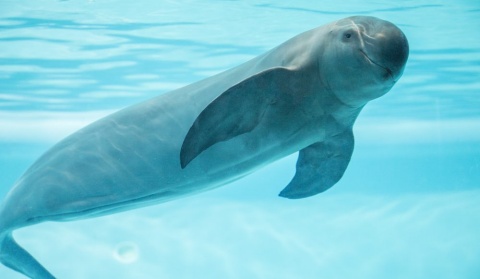 Las Islas y Áreas Protegidas del Golfo de California (México) inscritas en la Lista del Patrimonio Mundial en Peligro