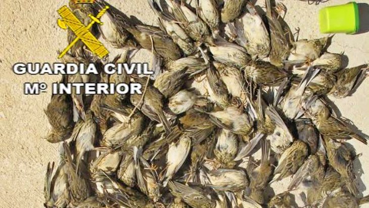 Un delincuente caza más de 130 aves protegidas en la marisma de Los Palacios (Sevilla)