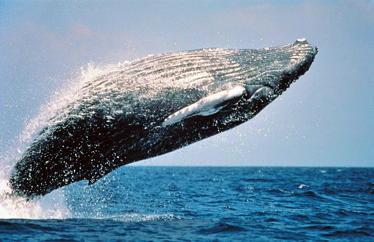 Inteligencia artificial para la conservación de las ballenas