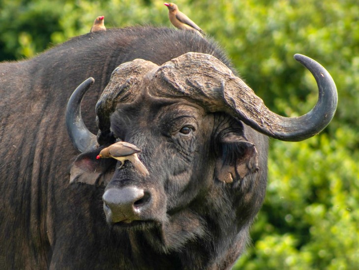 La extinción de grandes mamíferos separó a los supervivientes