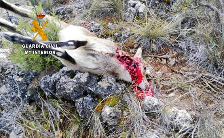 Un ‘delincuente’ abate a balazos a dos cabras sin autorización en un coto en El Pinar (Granada)