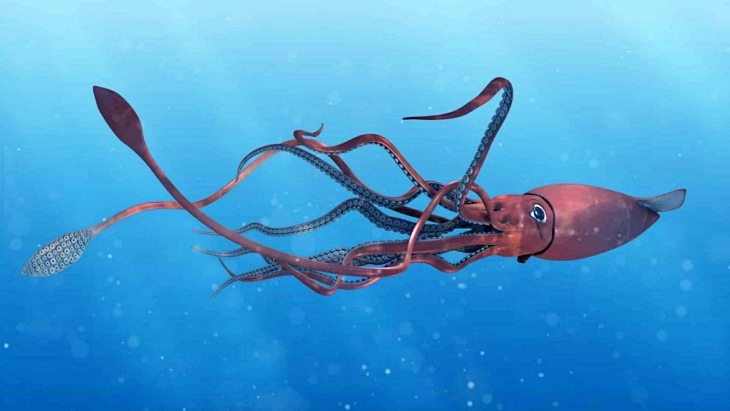 El calamar gigante se podría beneficiar de la crisis climática
